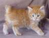deux chatons bobtail américain à vendre