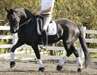 mâle noir et femelle bien formés Cheval à vendre,