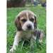 Les chiots de race Beagle pour adoption