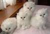 Jolie portée de Chatons Persan Pour Adoption.