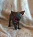 Sphynx femelle noire kittem Ready Go domicile