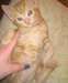 Chatons Ginger pour adoption