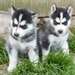 Adorable husky siberien male et femelle