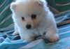 deux jolie chiots split  japonais male &femele
