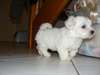 Chiot type bichon maltais femelle à donner