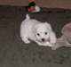 formidable chiots bichon male &femele