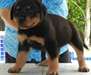 formidable chiots Rottweiler male &femele