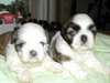 ADORABLE CHIOTS SHIH TZU A CEDER CONTRE BON SOIN