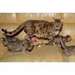 Disponibles dès à présent chatons type Bengale