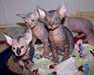 Chatons Sphynx belles pour adoption