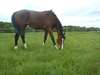 Cheval Pure Sang Anglais