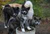 A réserver chiots akita américain lof