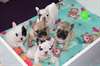 Jolie portée de chiots de type Bouledogue Français
