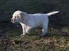 AKC / OFA jaune et noir chiots labrador retriever
