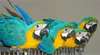 perroquets Macaw bleus et ara d'or pour adoption