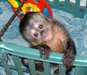 singes capucins / Finger ouistiti pour adoption - photo 1