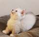 doux chatons  munchkin male &amp; femelle - photo 1