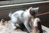 doux chatons poils court americain  male & femelle