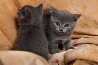 chatons chartreux &#224; donner