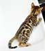 doux chatons bengal male & femelle