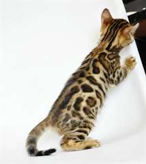 doux chatons bengal male &amp; femelle