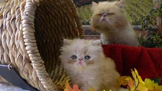 doux chatons  perse male &amp; femelle