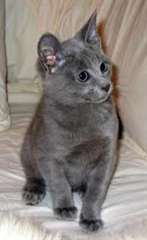 doux chatons  bleue russe male &amp; femelle