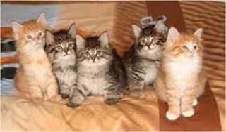 sept adorables chatons norv&#233;giens lof &#224; r&#233;server
