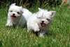 magnifiques bébés Bichons Maltais