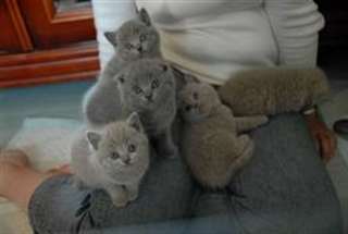 Adorable chatons types british shorthair