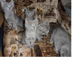 Vends les adorables chatons bleu russe
