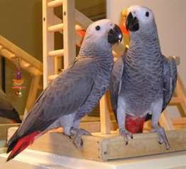 Perroquets gris d'Afrique pour adoption