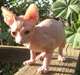 Chatons Sphynx prêts pour l'adoption