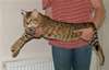 Magnifiques Type Chatons Savannah