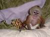 Mignone singe capucin femele pour l'adoption
