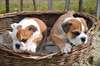 Chiots bouledogue Anglais
