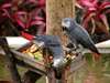 Formés pot perroquets gris d'Afrique