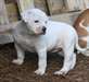 Chiot femelle Bouledogue Américain