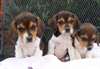 Chiots Beagle belles pour adoption