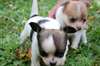Magnifiques Femelles Chihuahua Lof  :rolendyve@yah