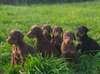 A donner exceptionnel chiot doberman disponible