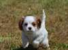 Bébés cavaliers King Charles lof à réserver.