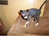 Adorables chatons Sphynx pour adoption