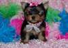manifiques chiots yorshire  male& femelle