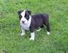 Chiots American Staffordshire Terrier