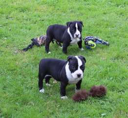 Staffordshire terrier americain &quot;am'staff