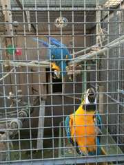 Mes 2 beaux male &amp; femelles bleus et or aras