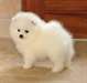 Adorables chiots spitz pméranien nain