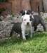 Chiot staffie/staffordshire bull terrier bleu