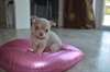 disponible des adorables chiots chihuahua.